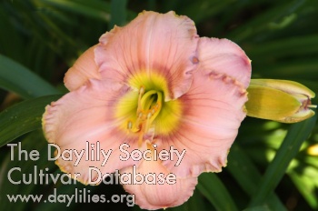 Daylily Corinthian Pink